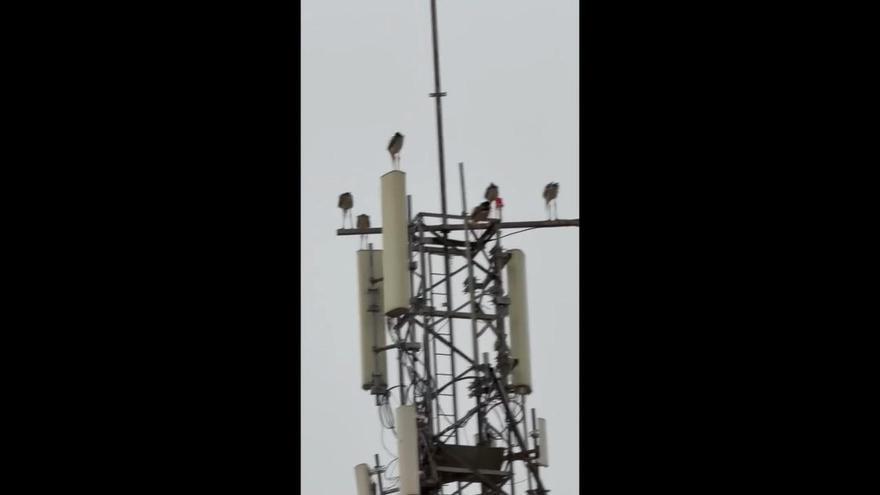 Decenas de cigüeñas se refugian en la Ribera tras el fuerte temporal