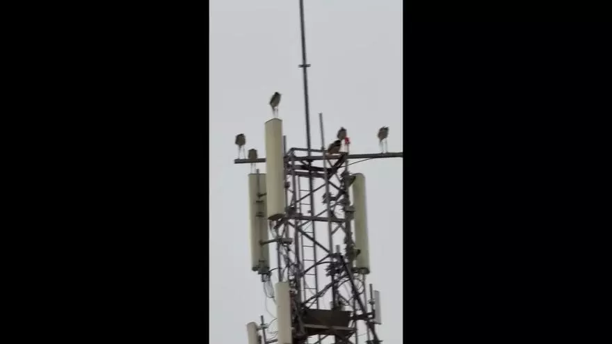 Decenas de cigüeñas se refugian en la Ribera tras el fuerte temporal