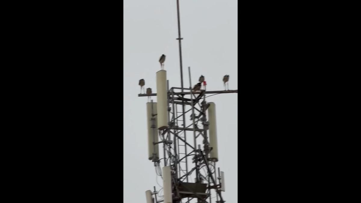 Decenas de cigüeñas se refugian en la Ribera tras el fuerte temporal