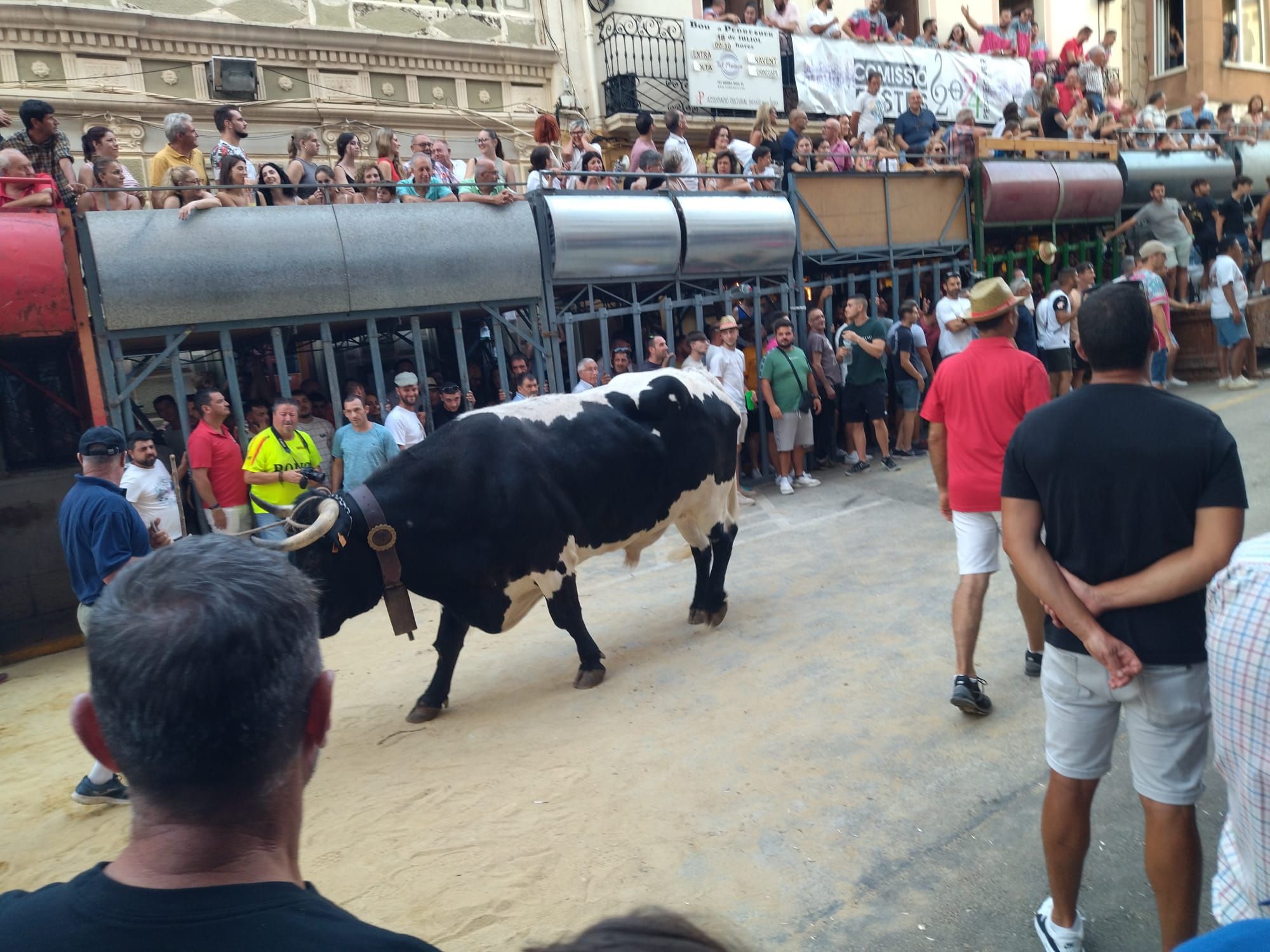 Pasión por los "bous al carrer" en Pedreguer