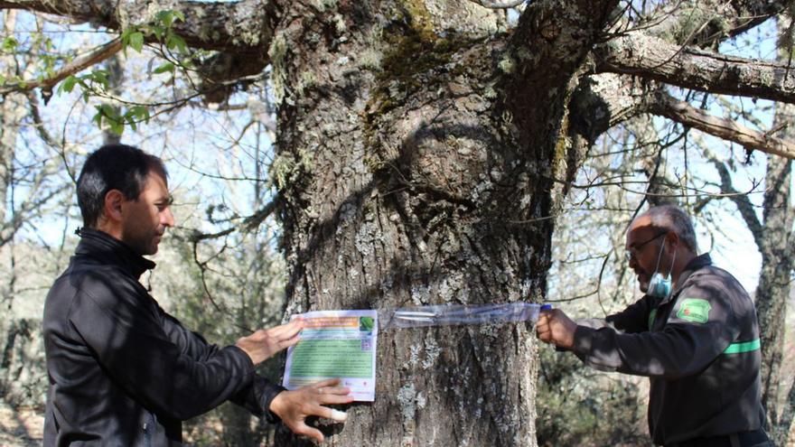 Artillería para el control de la avispilla del castaño en Zamora