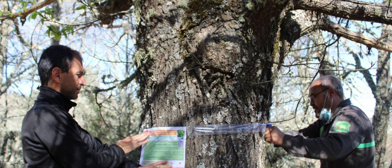 Técnicos de Medio Ambiente en la campaña para controlar la plaga. | Araceli Saavedra