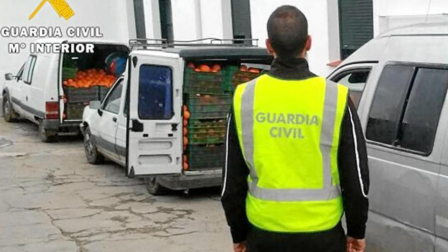 Cuatro detenidos por robar 4.200 kilos de naranjas en Almodóvar