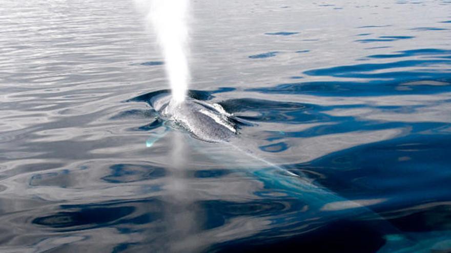 Así se alimenta la ballena azul en Galicia