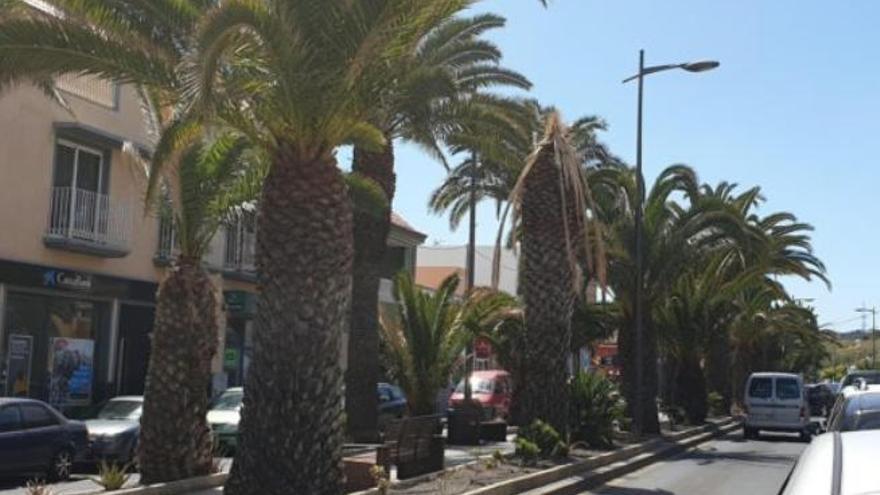 La avenida Las Palmeras con los ejemplares afectados por el picudo rojo antes de la poda.