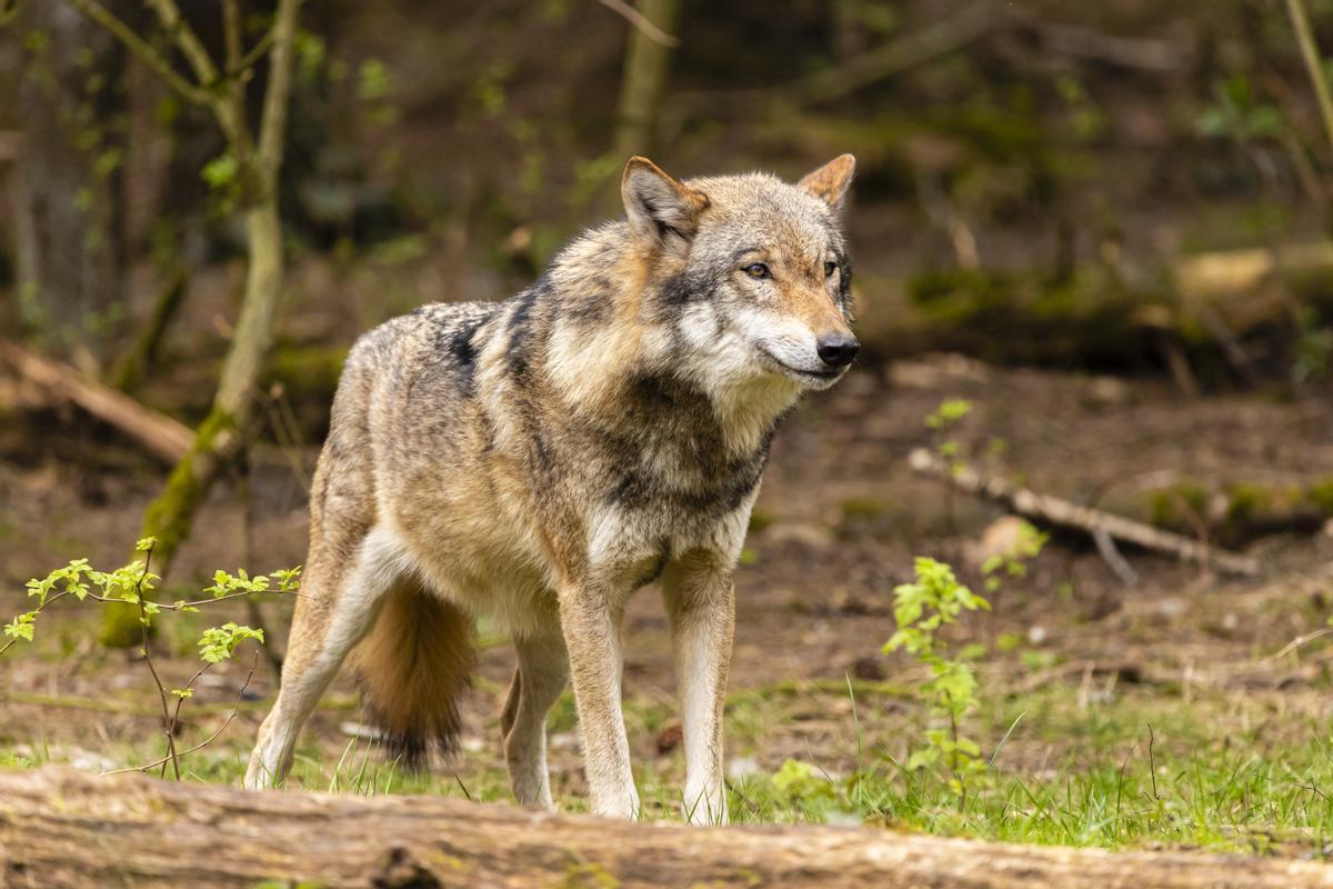 Lobo en un bosque.