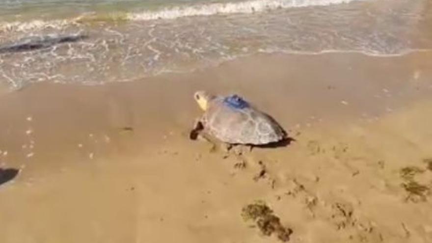Liberan en Las Canteras a Pandora, una tortuga que se encontró herida de muerte en Arinaga