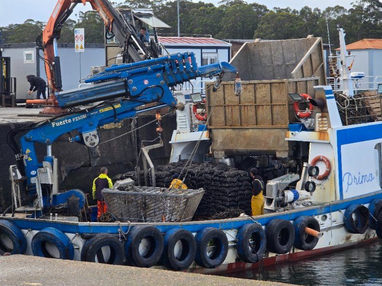 Descargas de mejillón para Francia e Italia en el puerto de Vilanova de Arousa.