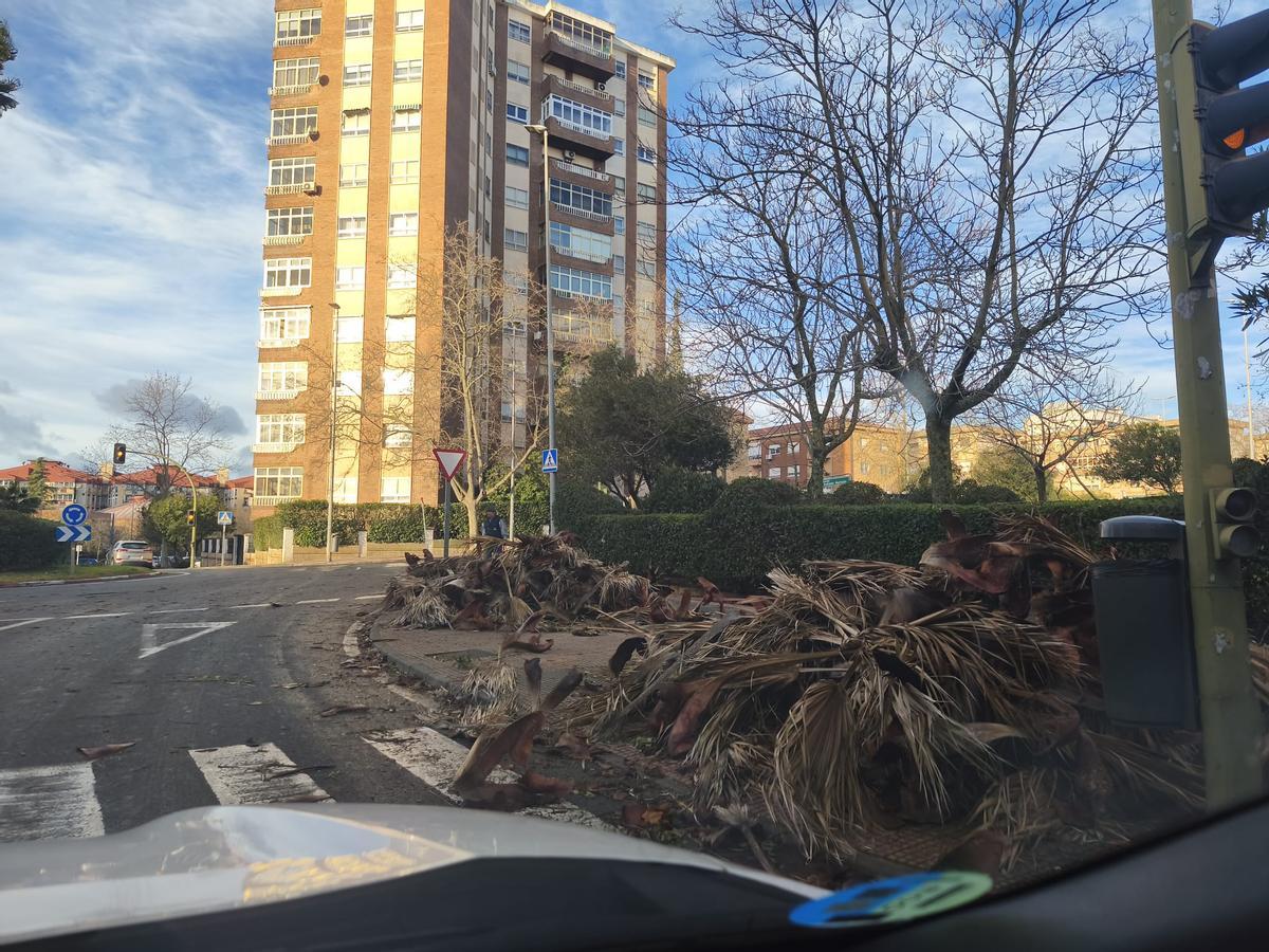 Palmera caída en la avenida de los Pilares.