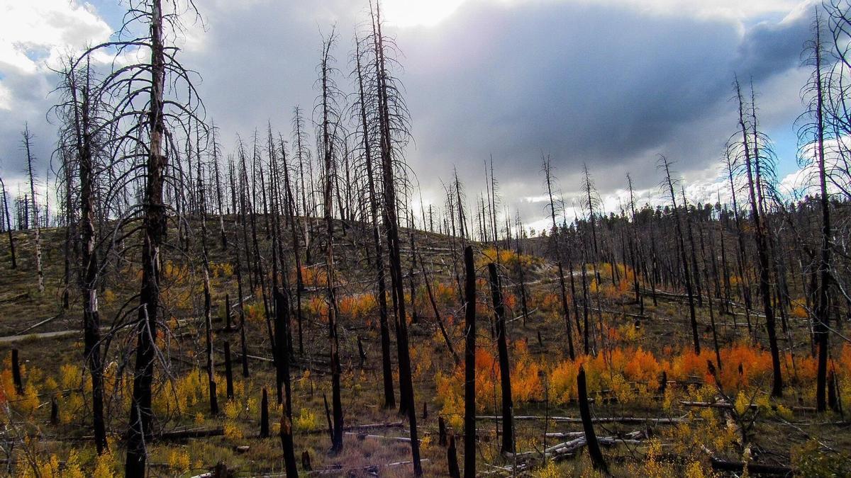 Bosque quemado