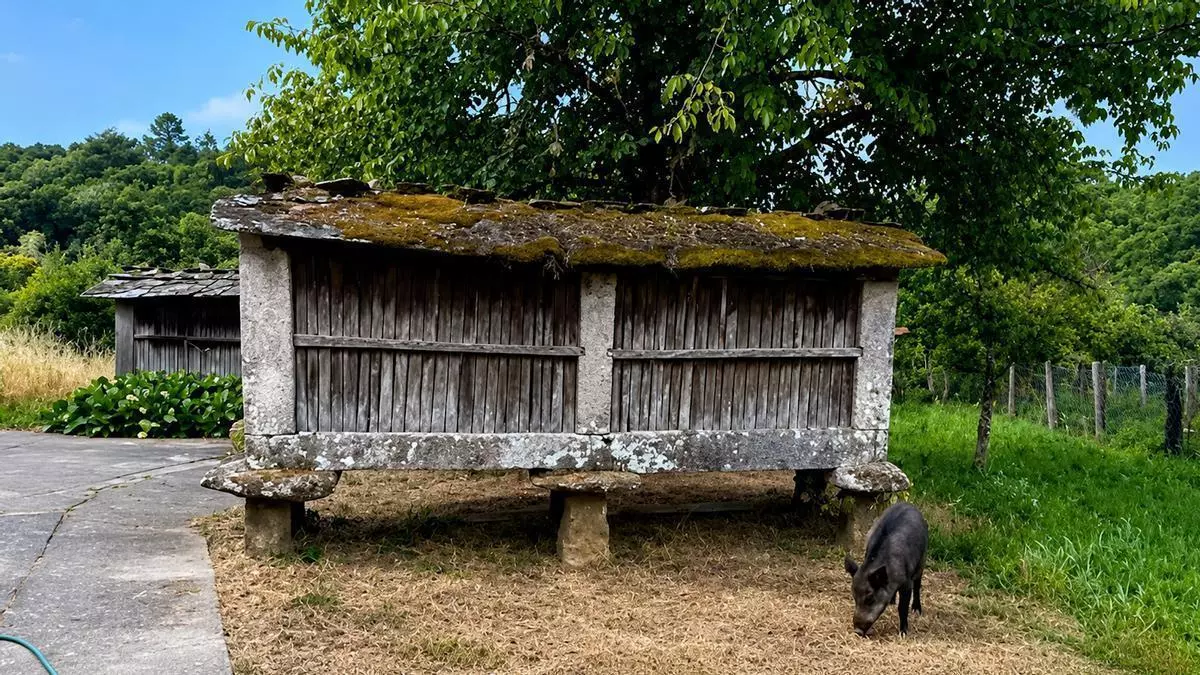 Un jabalí irrumpe en una sardinada de San Xoán en Boborás (Ourense) y acaba cenando con los vecinos
