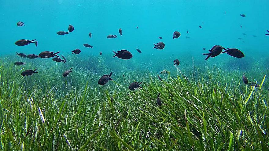 Una pradera de posidonia en aguas del Parque Natural. | CMA/IBANAT