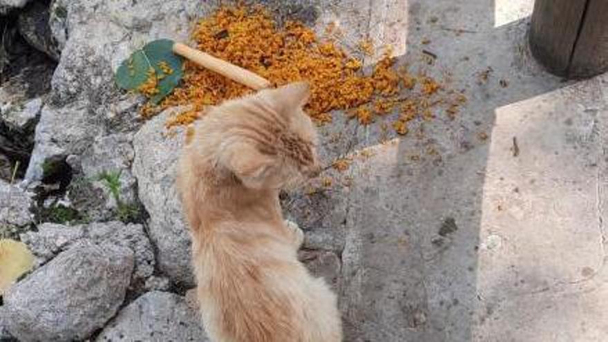 Un gato junto a sobras de paella. | ESPERANÇA ANIMAL