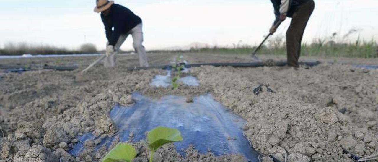 El abandono provoca la desaparición de un 30% de las tierras de cultivo