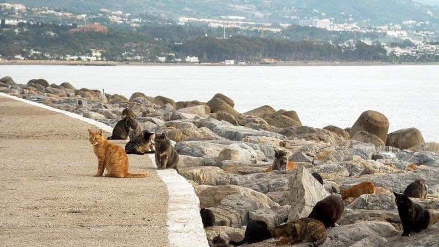 Ejemplares de gatos en el muelle de Puerto Banús.