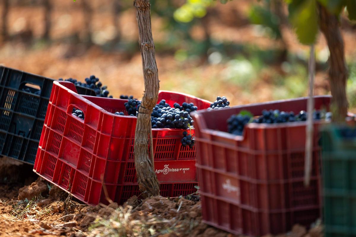 Cajas llenas de uvas de la vendimia en Can Maymo.