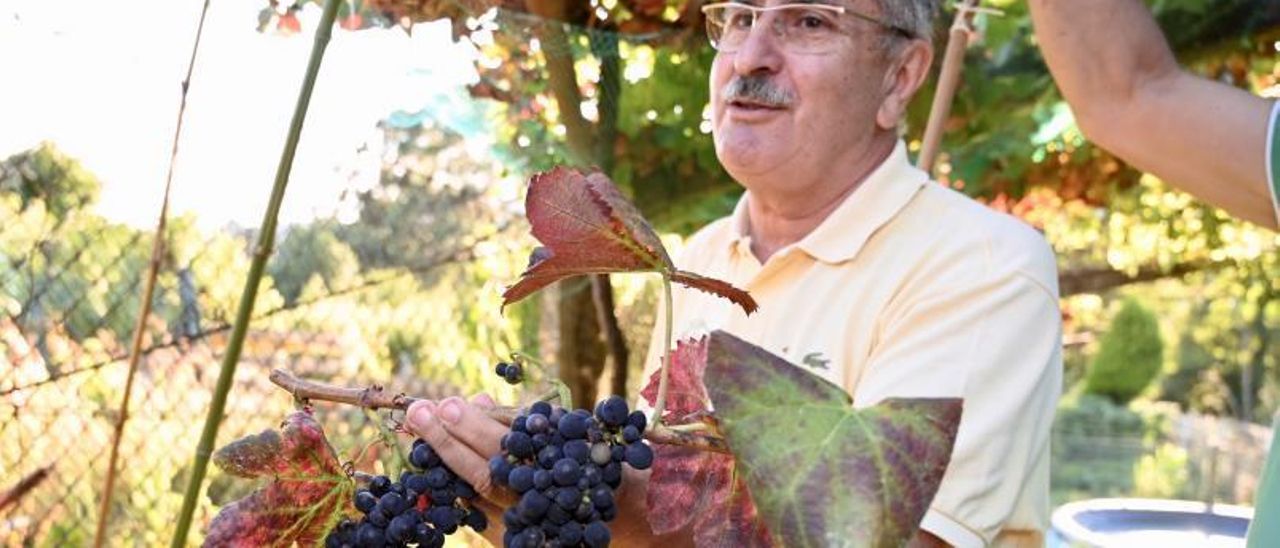Primeras uvas de la cosecha recogidas ayer.