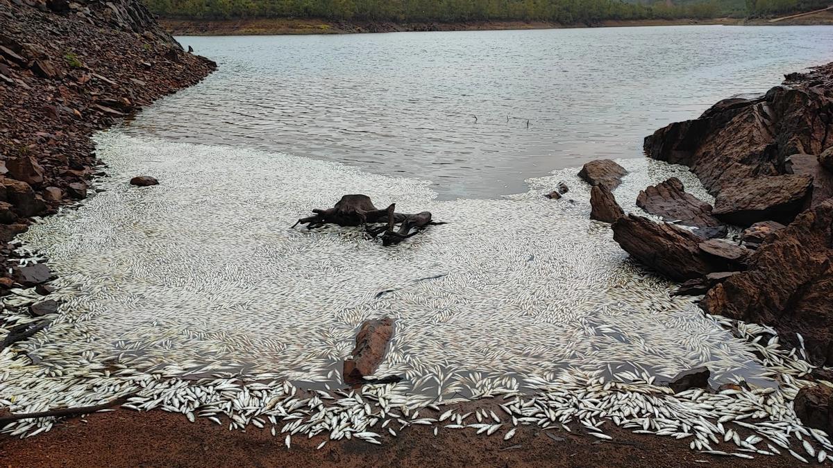 Decenas de peces muertos aparecen en la orilla de la presa.