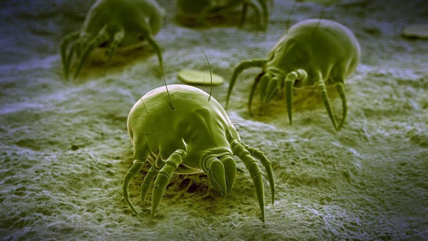 El truco casero para acabar con los ácaros del polvo