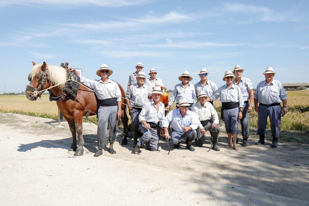 Siega y 'perxa' en l´Albufera