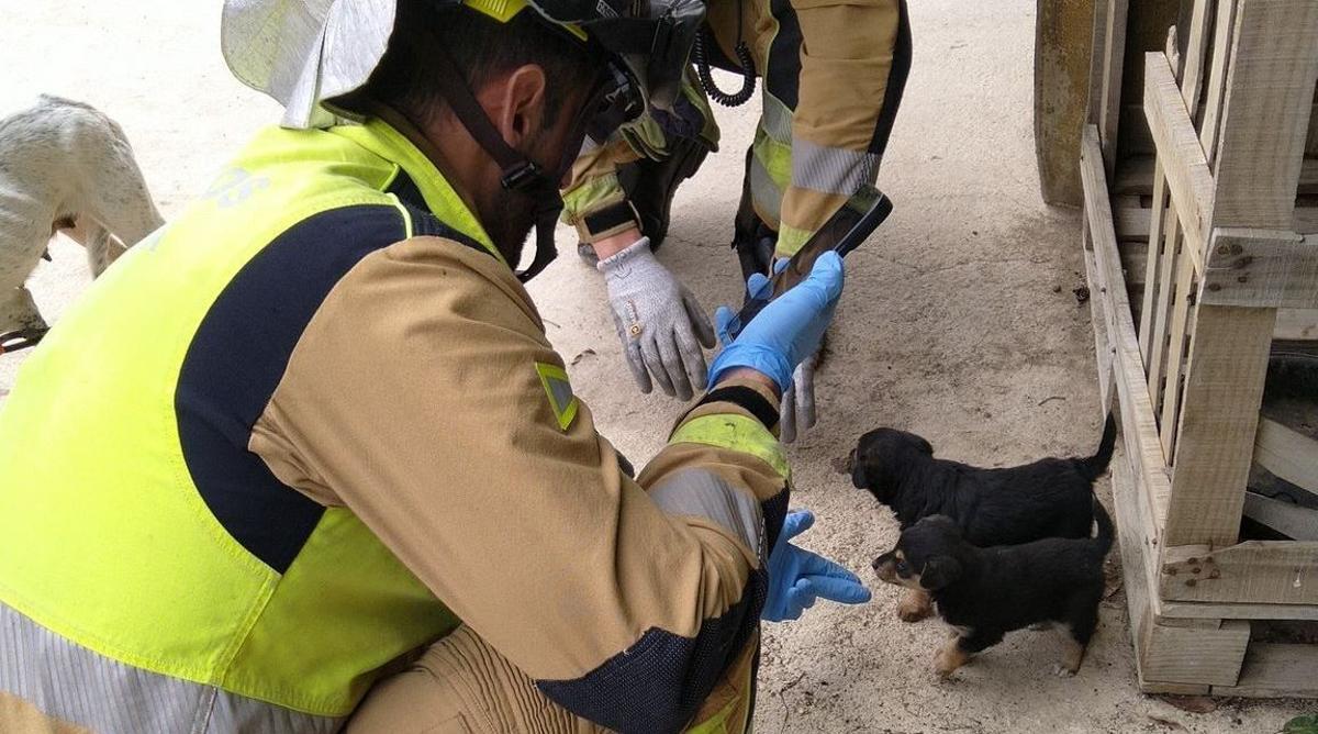 Dos bomberos, junto a algunos de los canes rescatados de la finca de Zeneta.