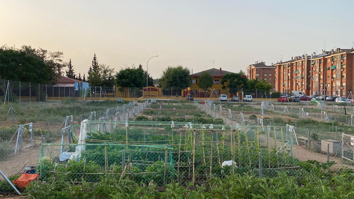 Huertos urbanos de Suerte de Saavedra.