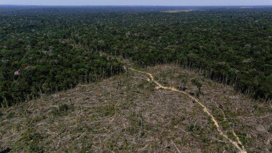Un campo de fútbol por minuto: este es el ritmo al que se deforesta el Amazonas con Bolsonaro