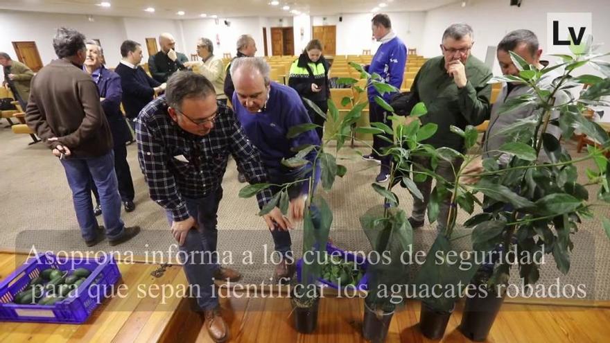 Productores de aguacates organizan un acto en Sagunt para enseñar a las fuerzas de seguridad a identificar los frutos robados