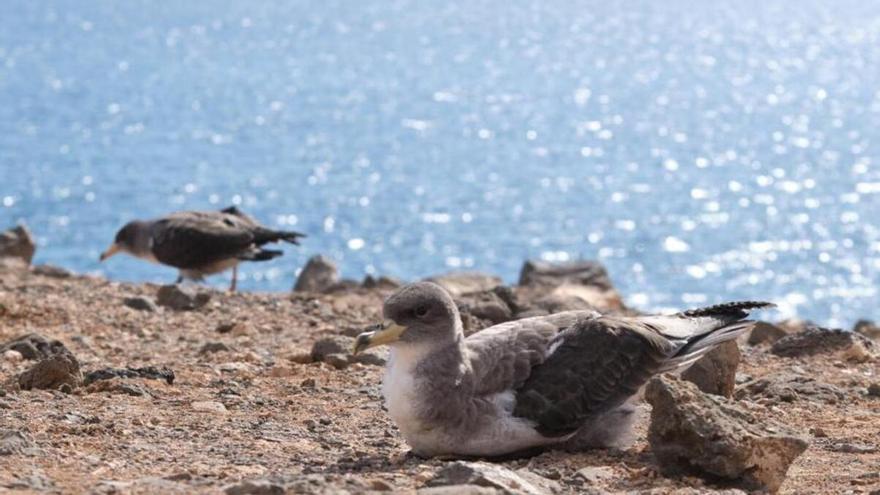 Fuerteventura lanza una campaña para salvar a las pardelas jóvenes: qué hacer si encuentras una en el suelo