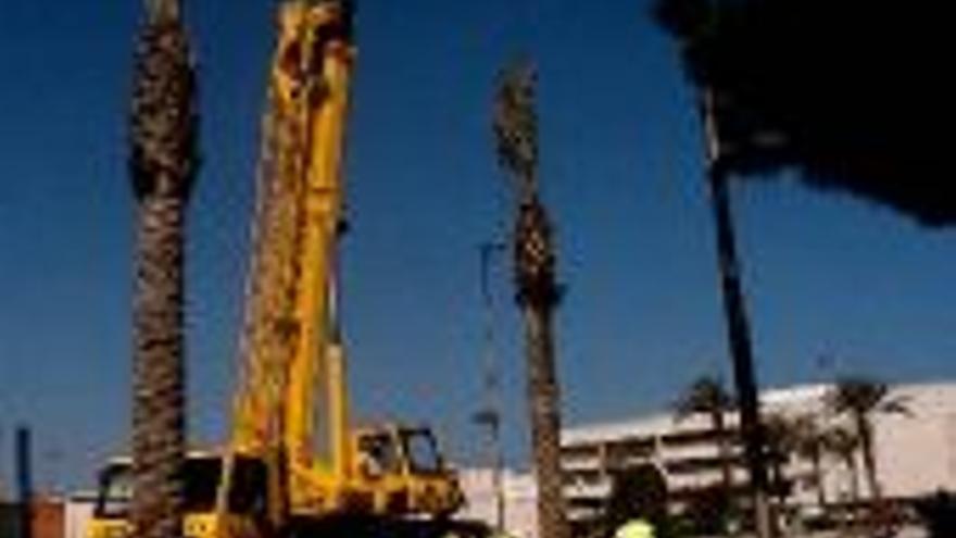 PALMERAS PARA LA NUEVA MEDIANA DE LA PLAZA DE TOROS