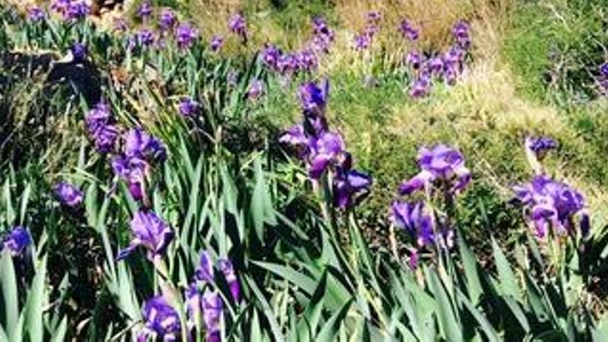 La espectacular floración de «Iris germanica» en la Plana del Montgó.