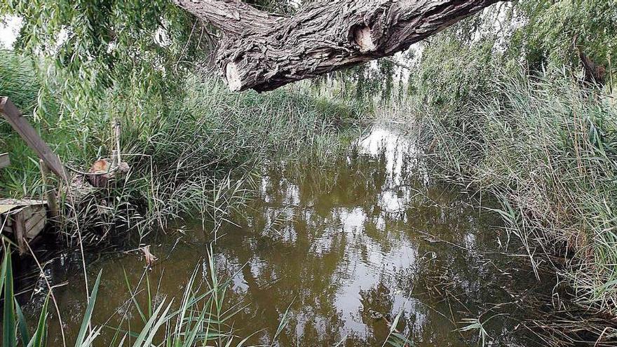 El fartet se apropia de la Llacuna del Samaruc