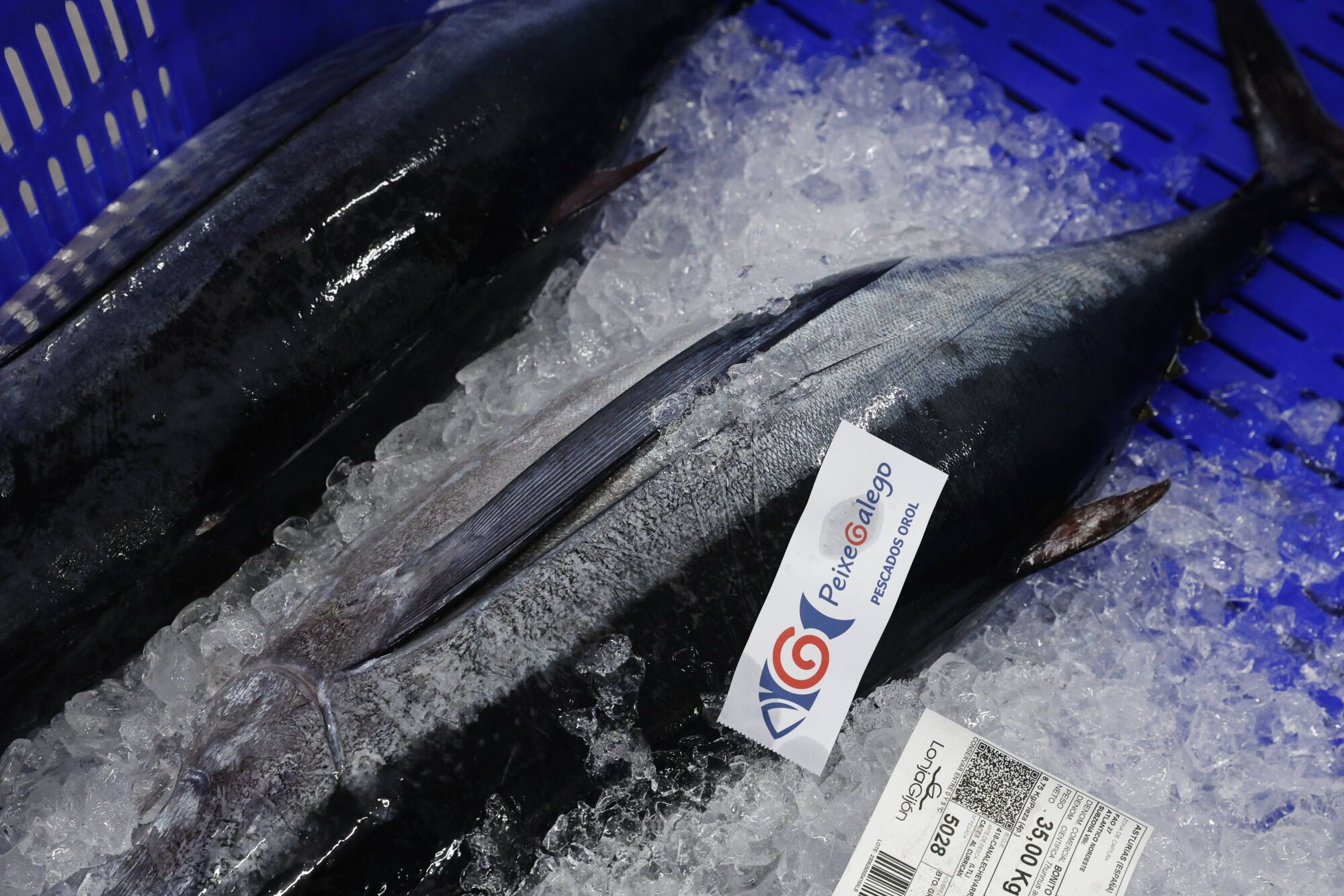 EN IMÁGENES: La campaña de bonito arranca en la lonja de Gijón con una descarga de 2.800 kilos: "El pescado está cambiando las rutinas"