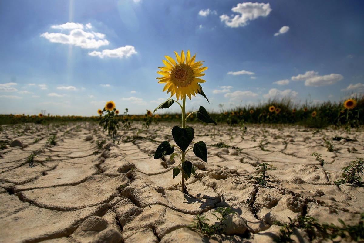 La desertificación es una de las consecuencias del cambio climático.