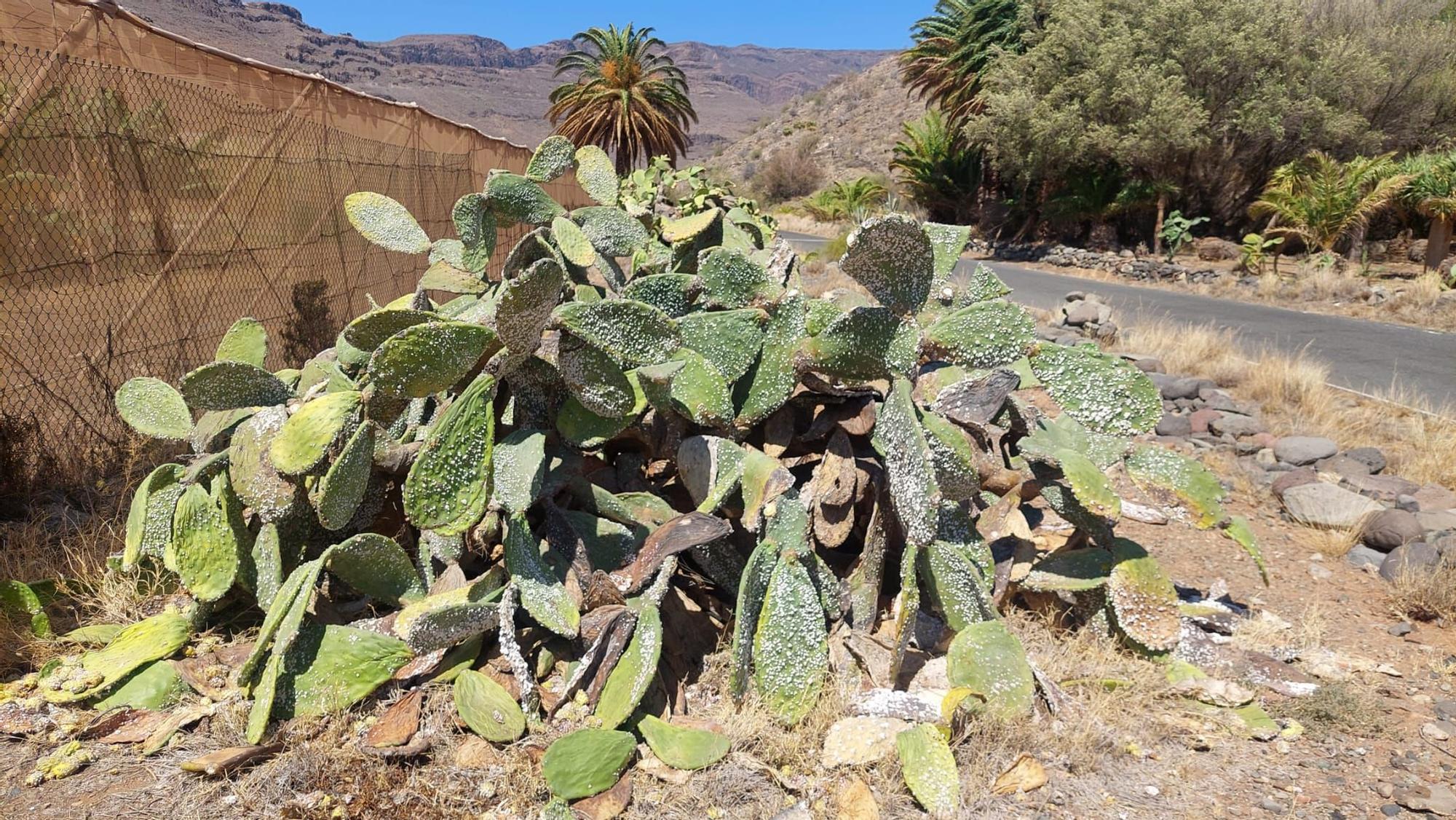 La cochinilla letal aparece en Gran Canaria