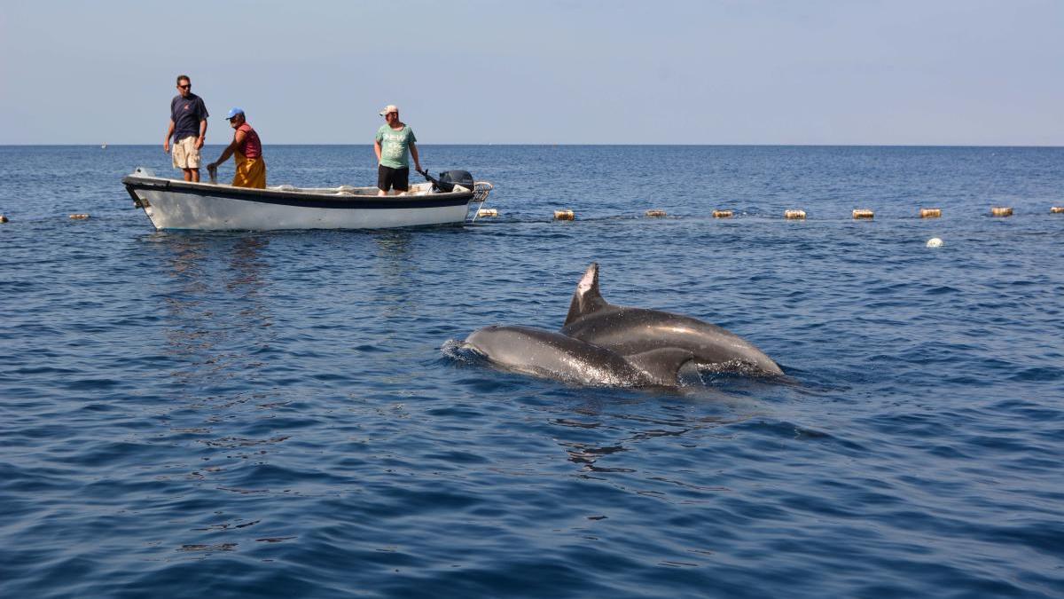 Liberados 2 delfines mulares atrapados en la almadraba de La Azohía