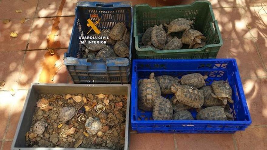 Tortugas recuperadas tras ser abandonadas en una calle de Málaga.