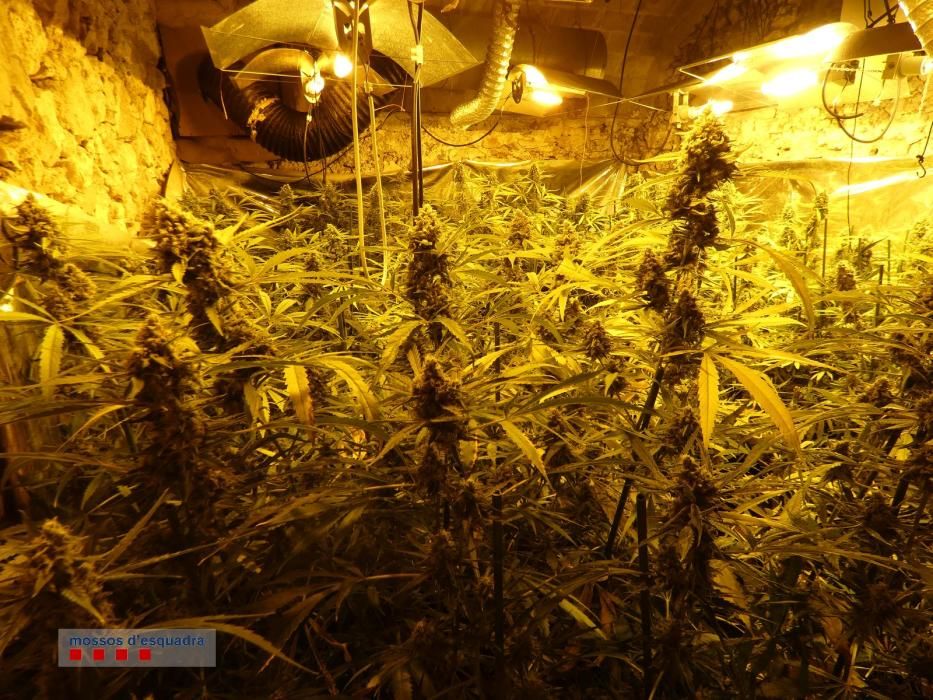 Tres detinguts per cultivar 900 plantes de marihuana en una masia de Torrent