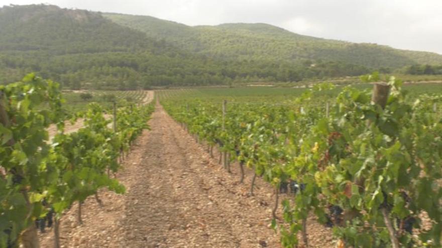 Agroseguro ha abonado 11,6 millones asegurados de uva de mesa en la Región