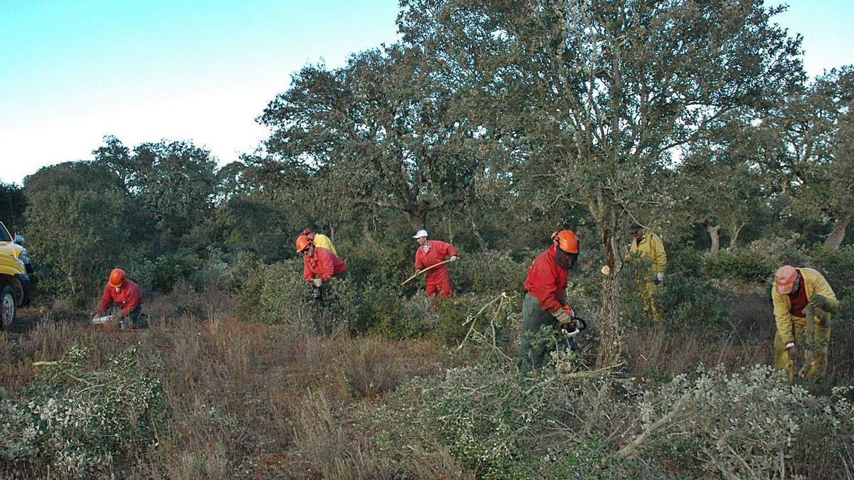 Labores silvícolas en un monte de Venialbo. | L. O. Z.