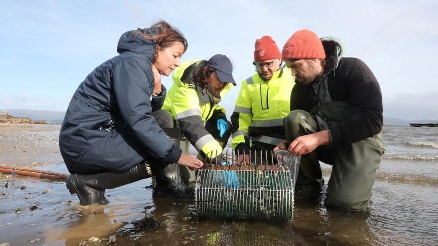 Finalizan los muestreos en los bancos de marisco