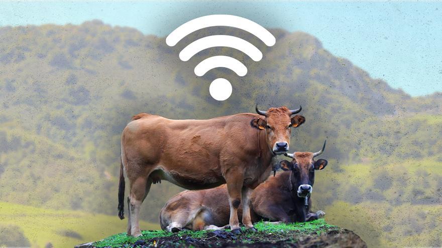 Llega la ganadería tecnológica a las Cuencas: Aller recibe los primeros 400.000 euros para iniciar su proyecto de vacas geolocalizadas con 5G