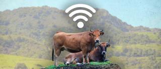 Llega la ganadería tecnológica a las Cuencas: Aller recibe los primeros 400.000 euros para iniciar su proyecto de vacas geolocalizadas con 5G