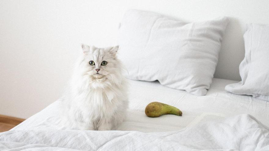 El remedio casero definitivo para eliminar las manchas amarillentas y el sudor de la almohada