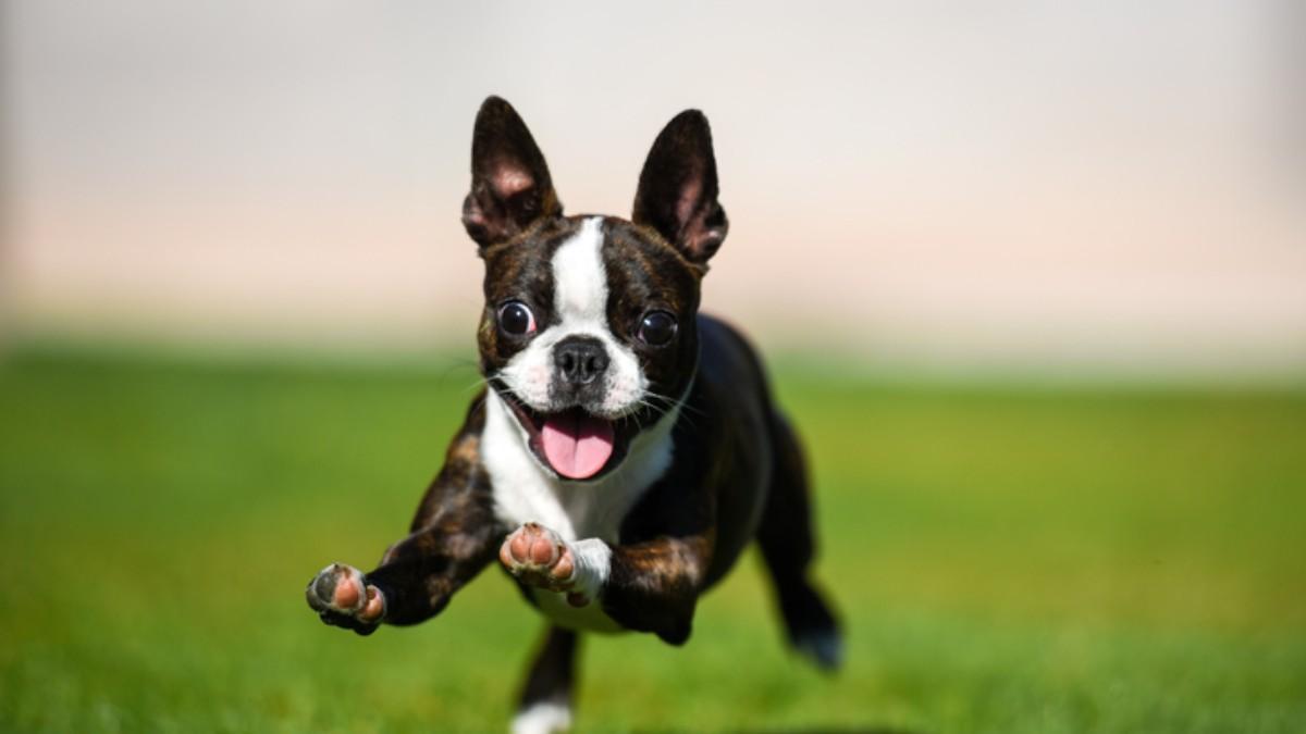 Boston terrier: una de las razas con hocico corto