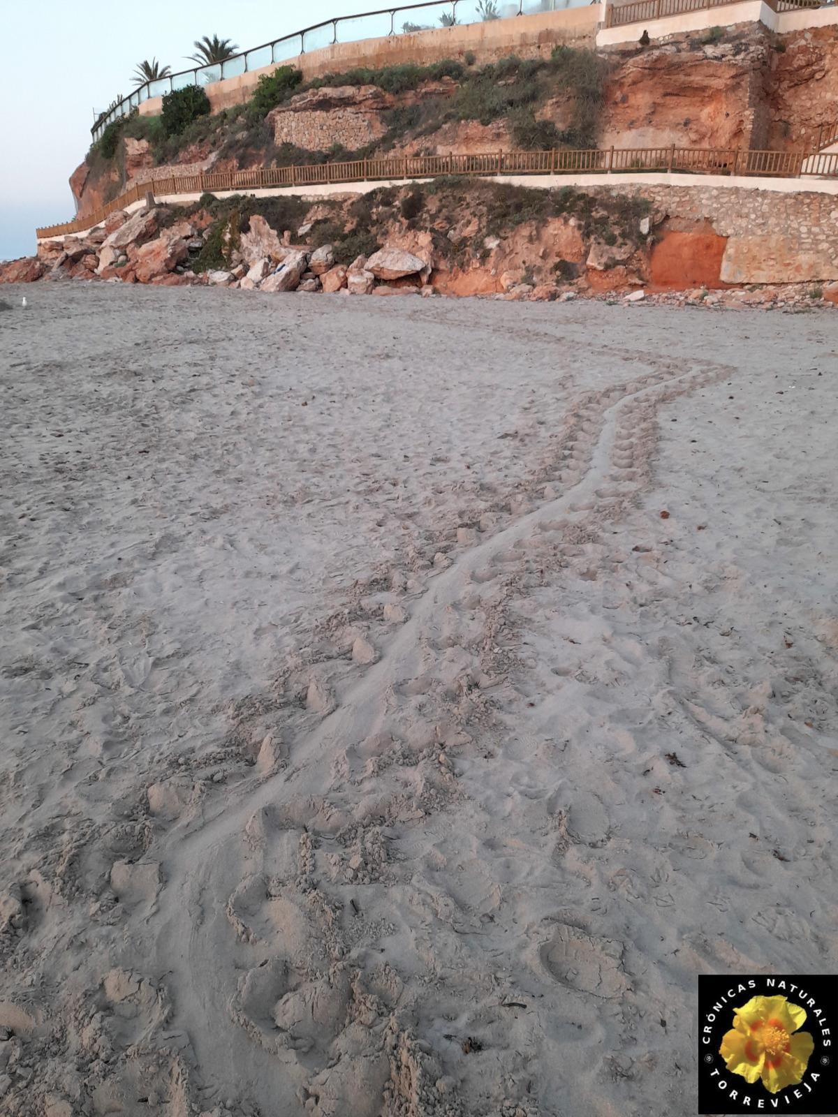 Rastro de la tortuga sobre la arena de Cala Capitán