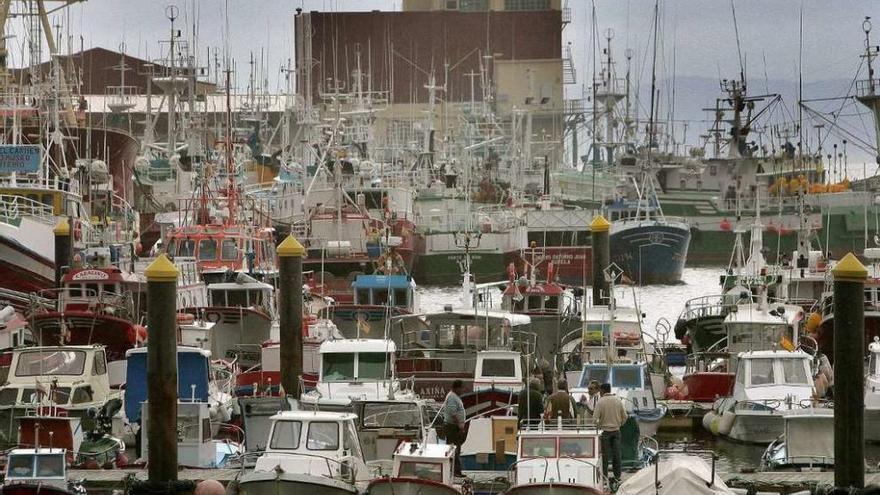 Buques pesqueros de altura y bajura amarrados en el puerto de Burela.