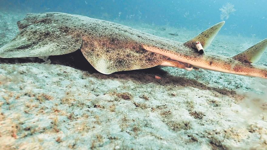 Las playas turísticas, entre los puntos críticos que amenazan al angelote