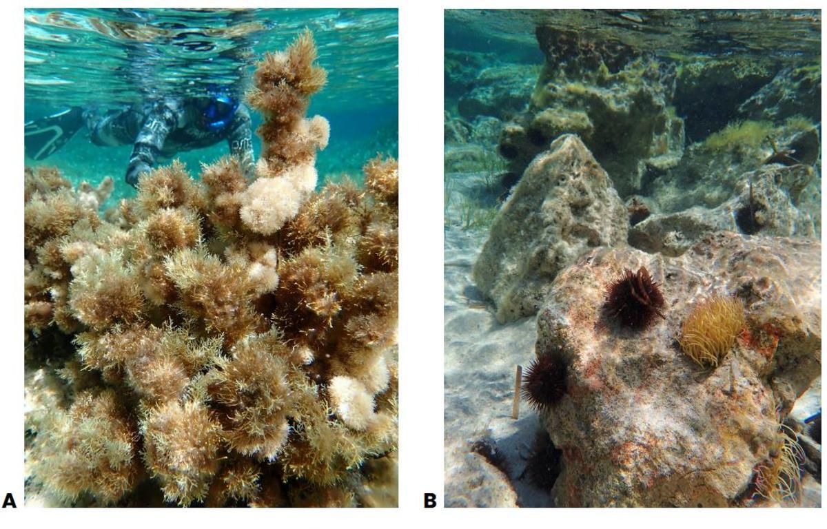 Diferencia entre un fondo marino saludable (izquierda) y uno degradado (derecha)