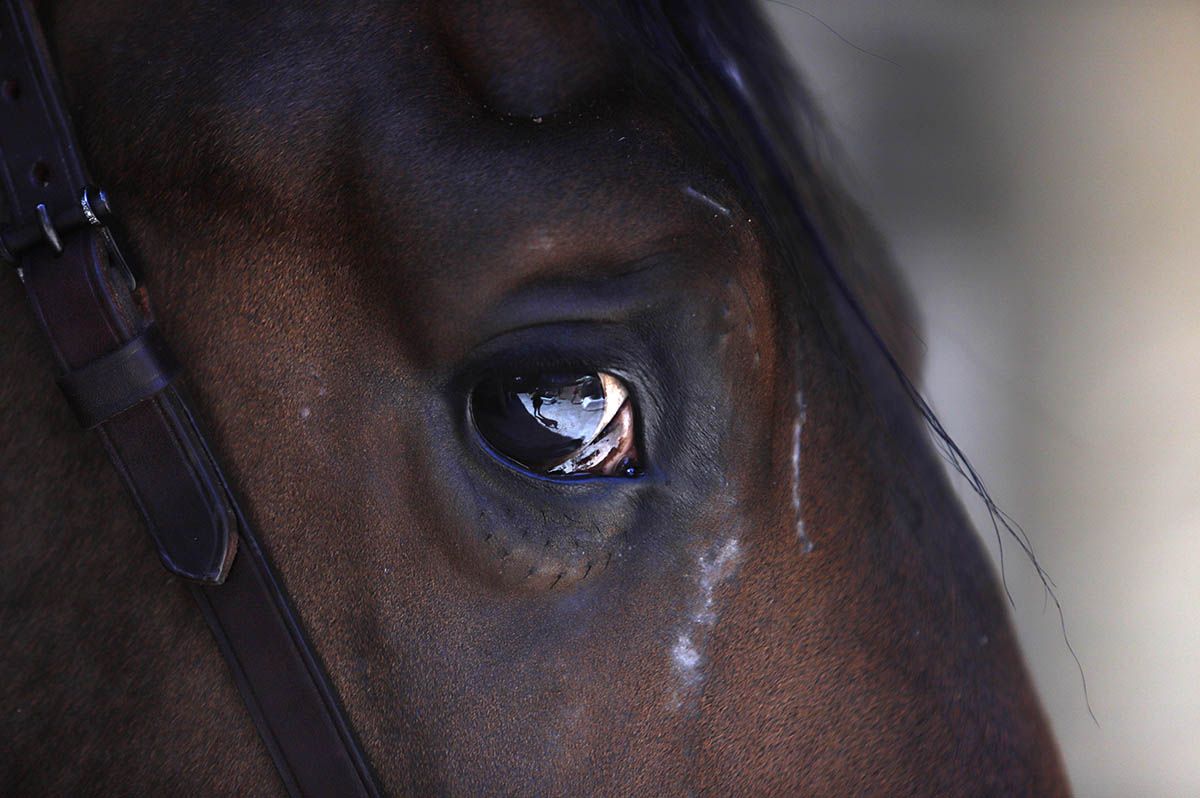 Concurso morfológico en Cabalcor